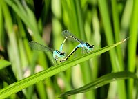 Bild: Peter Blei und die Wunder der Natur