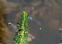 Bild: Peter Blei und die Wunder der Natur