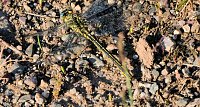 Bild: Peter Blei und die Wunder der Natur
