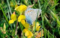 Bild: Peter Blei und die Wunder der Natur