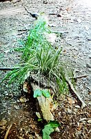 Bild: F&uuml;r die Kleinen der Kinderwelt am Frauenberg geht es endlich wieder in den Wald