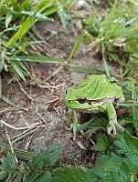 Bild: Laubfrosch