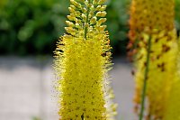 Bild: Kr&ouml;nung der Rosenk&ouml;nigin in Sangerhausen