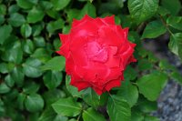 Bild: Kr&ouml;nung der Rosenk&ouml;nigin in Sangerhausen