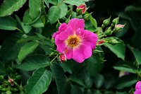 Bild: Kr&ouml;nung der Rosenk&ouml;nigin in Sangerhausen
