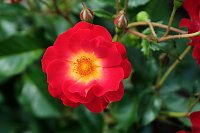 Bild: Kr&ouml;nung der Rosenk&ouml;nigin in Sangerhausen