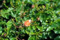 Bild: Kr&ouml;nung der Rosenk&ouml;nigin in Sangerhausen