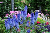 Bild: Kr&ouml;nung der Rosenk&ouml;nigin in Sangerhausen
