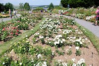 Bild: Kr&ouml;nung der Rosenk&ouml;nigin in Sangerhausen