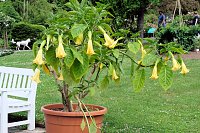 Bild: Kr&ouml;nung der Rosenk&ouml;nigin in Sangerhausen