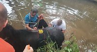 Bild: Bei Gro&szlig;wechsungen musste ein Pferd aus der Helme gehoben werden