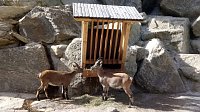 Bild: Im Steinbockzentrum erfuhren die G&auml;ste Wissenswertes &uuml;ber das edle Wild.