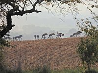 Bild: Kraniche am Stausee Kelbra
