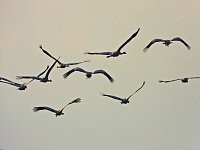 Bild: Kraniche am Stausee Kelbra