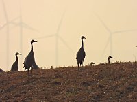 Bild: Kraniche am Stausee Kelbra