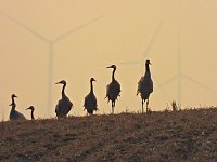 Bild: Kraniche am Stausee Kelbra