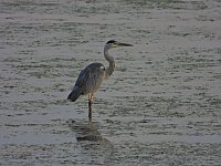 Bild: Kraniche am Stausee Kelbra