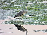 Bild: Kraniche am Stausee Kelbra