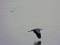 Bild: Kraniche am Stausee Kelbra
