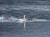 Bild: Kraniche am Stausee Kelbra
