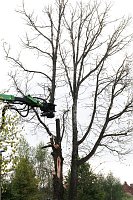 Bild: An der Bleiche hat man damit begonnen 13 B&auml;ume zu f&auml;llen