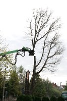 Bild: An der Bleiche hat man damit begonnen 13 B&auml;ume zu f&auml;llen