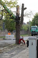 Bild: An der Bleiche hat man damit begonnen 13 B&auml;ume zu f&auml;llen