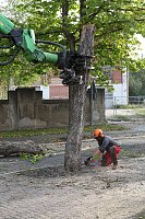 Bild: An der Bleiche hat man damit begonnen 13 B&auml;ume zu f&auml;llen