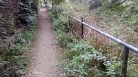 Bild: Manche Spazierg&auml;nger m&ouml;gen� das Gr&uuml;n am Wegesrand nicht. Wer aber ein Herz f&uuml;r Insekten hat, den st&ouml;ren Wildkr&auml;uter nicht.