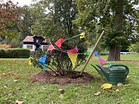 Bild: Stechpalme im Neust&auml;dter Kurpark