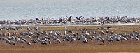 Bild: Sie fliegen wieder ein