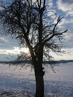 Winterbilder Bild: Winterbilder