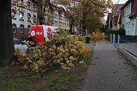 Bild: Umgeknickte Eiche in der Neanderstra&szlig;e