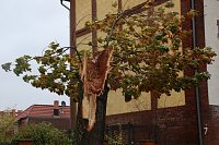 Bild: Umgeknickte Eiche in der Neanderstra&szlig;e