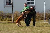 Bild: Vier- und Zweibeiner