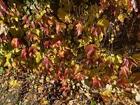 Herbstimpressionen Bild: Herbstimpressionen