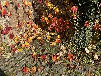 Herbstimpressionen Bild: Herbstimpressionen