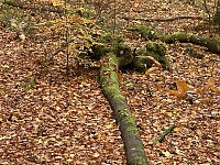 Herbstimpressionen Bild: Herbstimpressionen