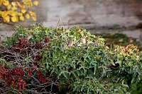 Herbstimpressionen Bild: Herbstimpressionen