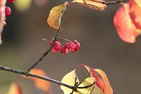 Herbstimpressionen Bild: Herbstimpressionen
