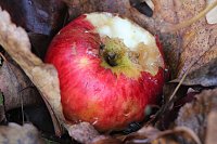 Herbstimpressionen Bild: Herbstimpressionen