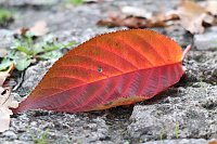 Herbstimpressionen Bild: Herbstimpressionen