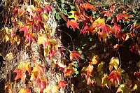 Herbstimpressionen Bild: Herbstimpressionen