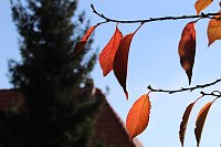 Herbstimpressionen Bild: Herbstimpressionen