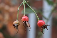 Herbstimpressionen Bild: Herbstimpressionen