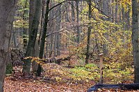Herbstimpressionen Bild: Herbstimpressionen