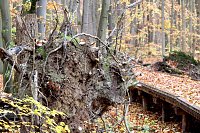 Herbstimpressionen Bild: Herbstimpressionen