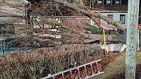 Bild: Morscher Baum begrub zwei Fahrzeuge unter sich