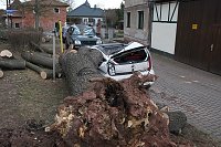 Bild: Morscher Baum begrub zwei Fahrzeuge unter sich