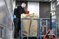 Bild: Bei einem Gro&szlig;einsatz in Sondershausen konnte die Polizei eine Cannabis-Plantage ausheben
